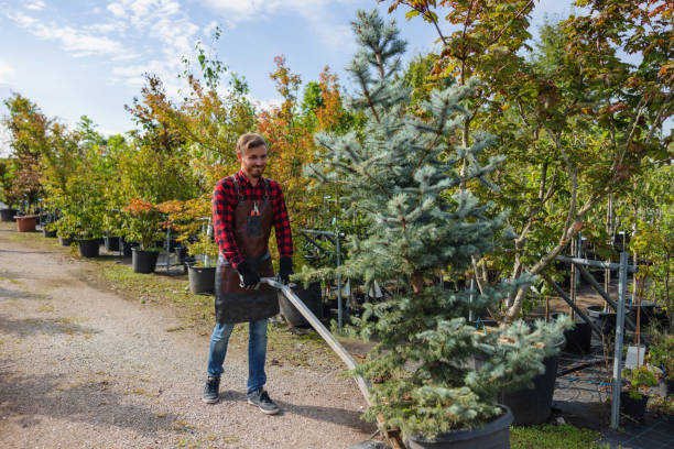 Best Emergency Tree Removal  in Wesley Chapel, FL