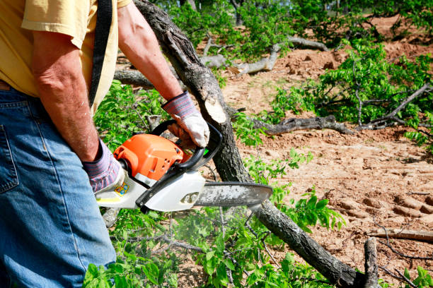 Professional Tree Care Services in Wesley Chapel, FL